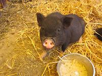 Journée de l'environnement à Pierrevert