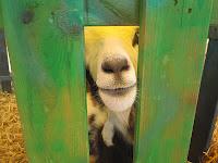 Journée de l'environnement à Pierrevert