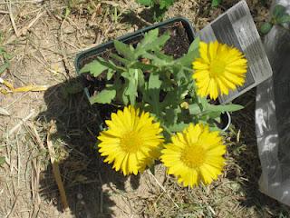 Journée de l'environnement à Pierrevert