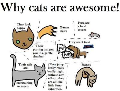 Why cat are awesome?