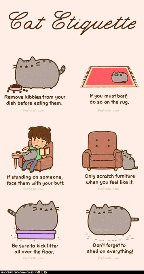 Cat etiquette