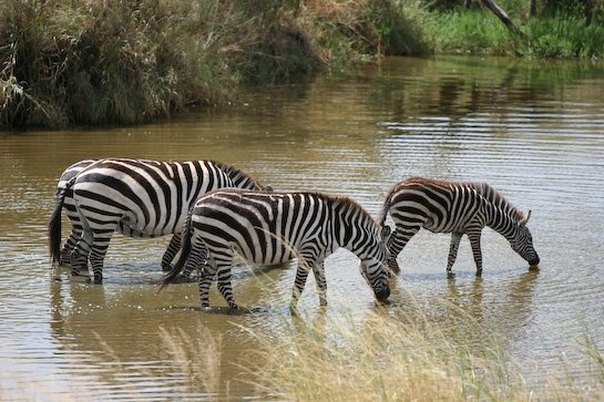 Safari Tanzanie ou Kenya ?