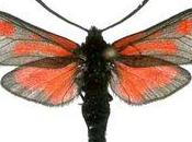 papillon plus rare Maroc part fumée