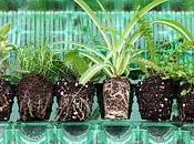 Cadeaux plantes stock