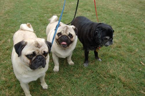 pet <b></div>fest</b> <b>new</b> york