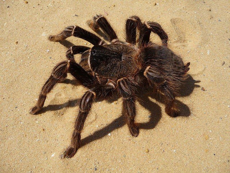 Inde: une araignée géante inconnue