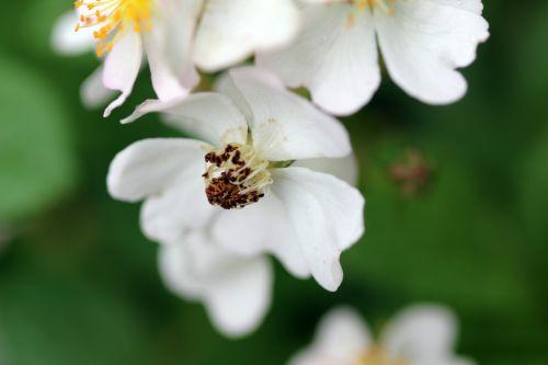 9 romi 4 juin 2012 140.jpg