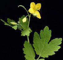 Truc express ► Mauvaises herbes