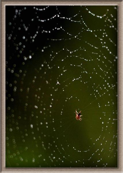 Web