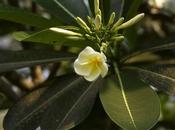 jour, photo Frangipani