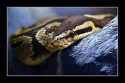 Un jolie python!