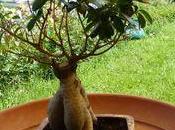 conseils pour rempoter ficus Microcarpa