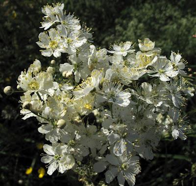 Filipendule (Filipendula vulgaris)