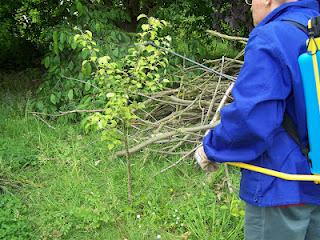 Pulvérisation de purin d'orties
