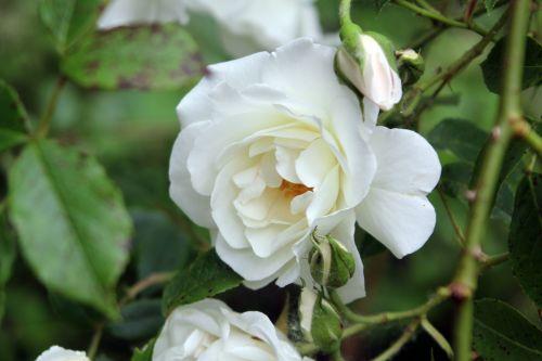 4 inconnu romi 4 juin 2012 062.jpg