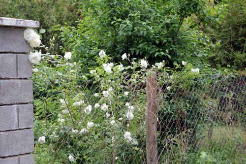 2 inconnu romi 4 juin 2012 156.jpg