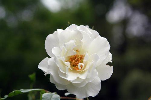 6 inconnu romi 4 juin 2012 067.jpg