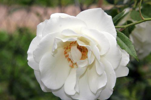 5 inconnu romi 4 juin 2012 064.jpg