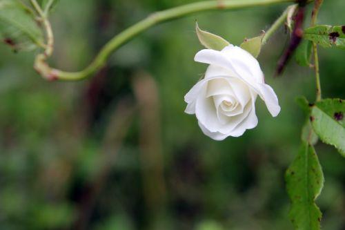 3 inconnu romi 4 juin 2012 066.jpg