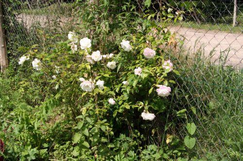 inconnu 2009 romi 12 juin 055.jpg