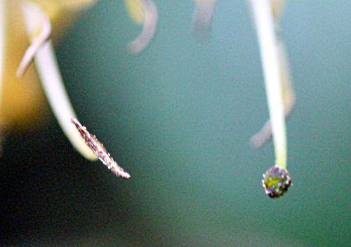 lonicera peri pollen 5 juin 2012 p 006.jpg