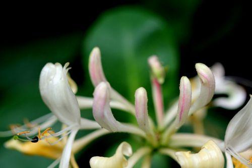 5 lonicera peri 5 juin 2012 014.jpg