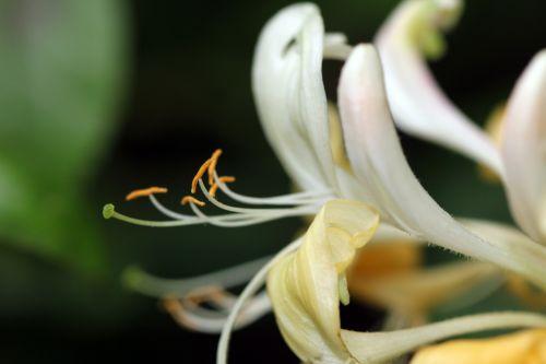 7 lonicera peri 5 juin 2012 002.jpg