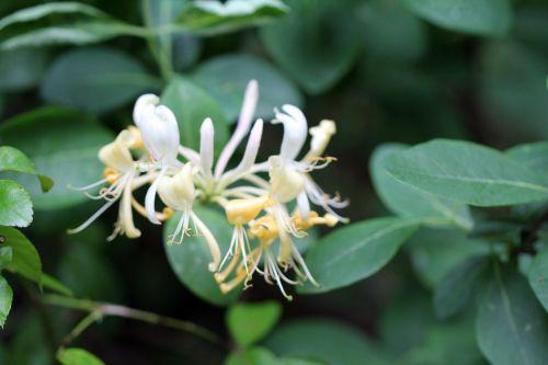 2 lonicera peri 5 juin 2012 016.jpg