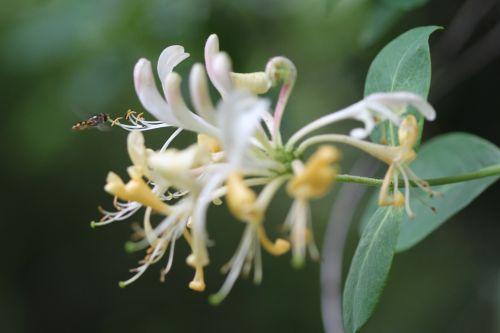syrphe lonicera peri 5 juin 2012 023.jpg