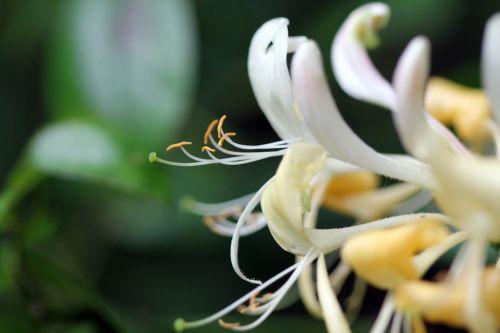6 lonicera peri 5 juin 2012 024.jpg