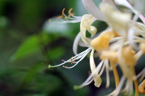 4 lonicera peri 5 juin 2012 017.jpg
