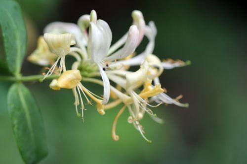 3 lonicera peri 5 juin 2012 011.jpg