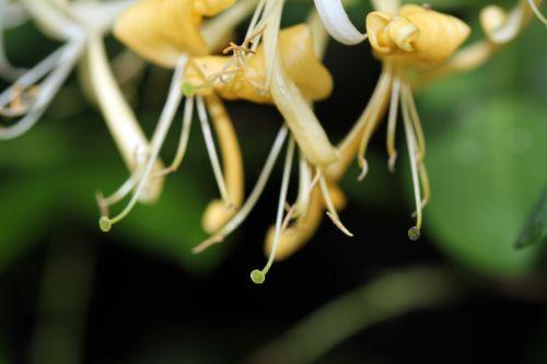 8 lonicera peri 5 juin 2012 001.jpg