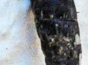 gastéropde vraiment minuscule...