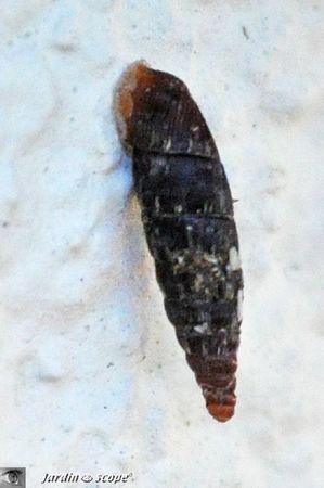 Macrogastra Ventricosa