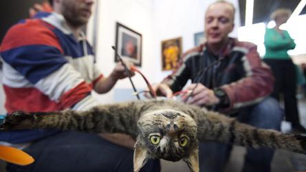 Pays-Bas Un artiste transforme son chat mort en hélicoptère