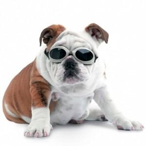 Les doggles : let the sunshine !!!!