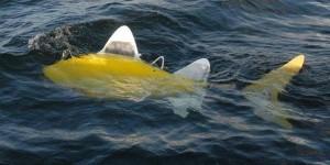 Le robofish veille sur les eaux des ports