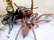 Après l’attaque zombies araignées géantes