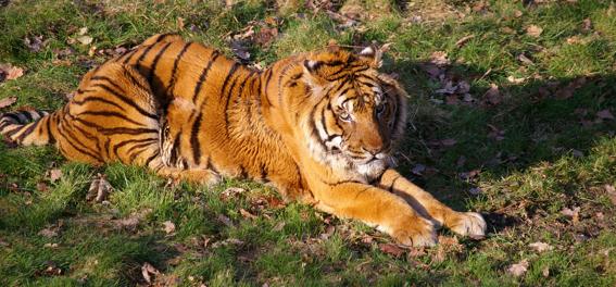 Tigre Thoiry Caractère Original Best Western Une journée autour de Paris pour émerveiller vos enfants