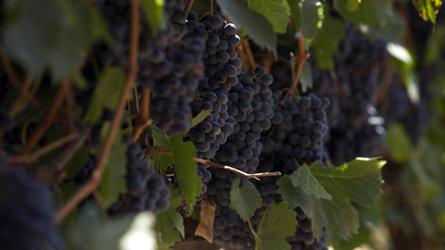 Les pesticides affectent le cerveau des viticulteurs