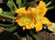 faisait petit tour dans jardin