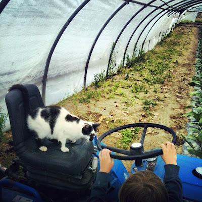 À la Cueillette Fabulette, les chats conduisent les tracteurs et les enfants adorent