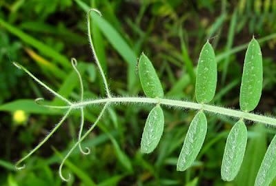 Vicia villosa, Vesce velue ou Vesce des sables