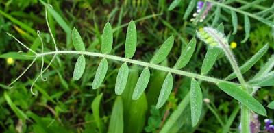 Vicia villosa, Vesce velue ou Vesce des sables