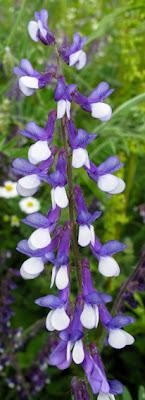 Vicia villosa, Vesce velue ou Vesce des sables
