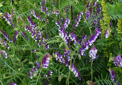 Vicia villosa, Vesce velue ou Vesce des sables