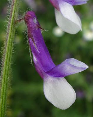 Vicia villosa, Vesce velue ou Vesce des sables