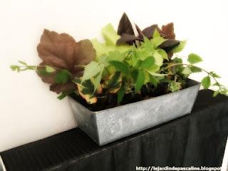 Livre sur le bouturage en préparation !