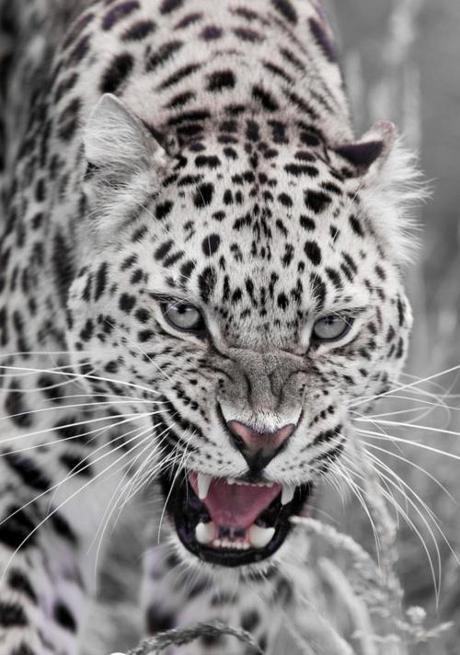 ♥♥♥ Animaux magiques #10 ♥♥♥ félins ♥♥♥